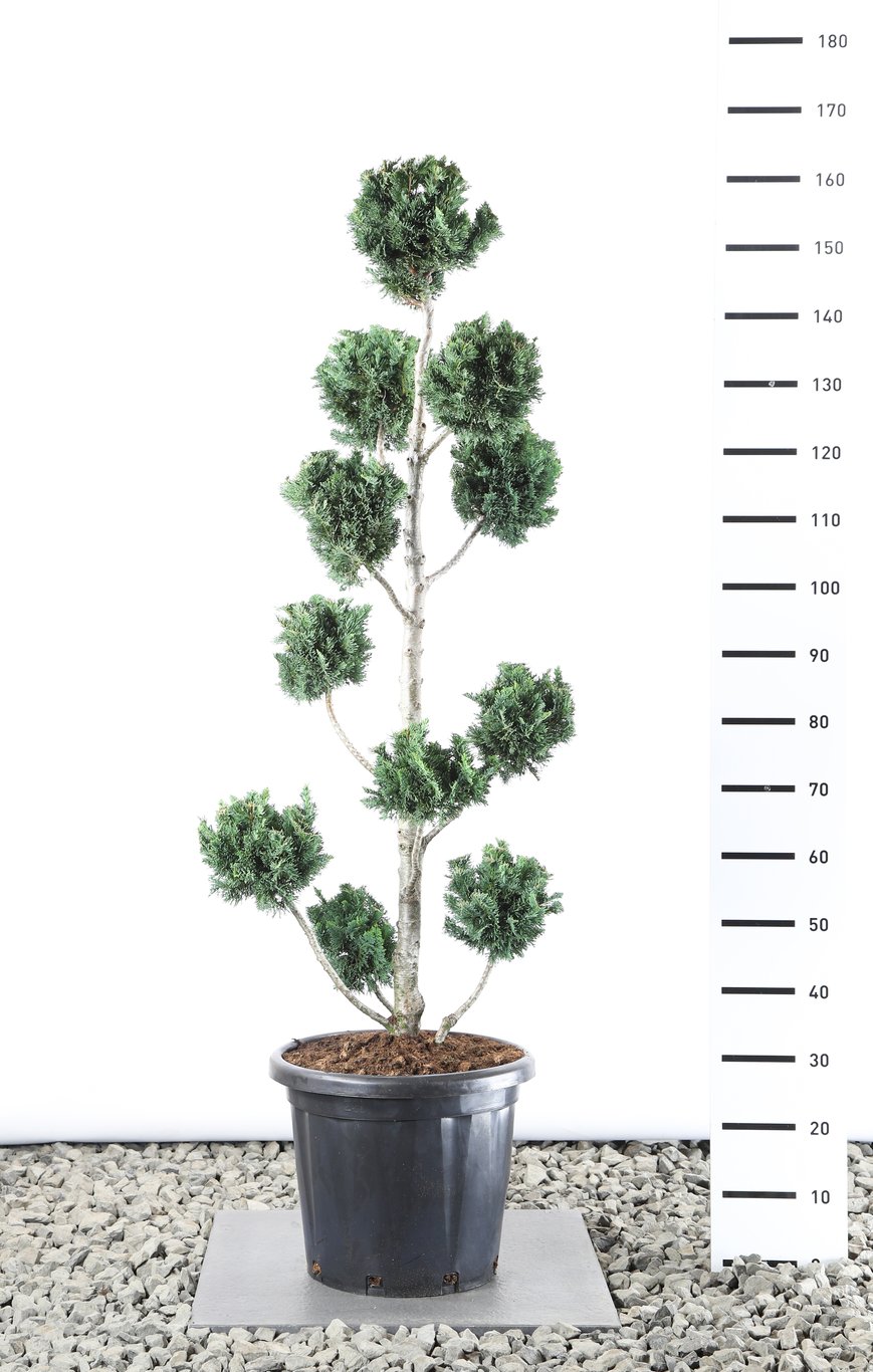 Chamaecyparis l. 'Wisselii' - 120-140 CM PonPon EXTRA in Cont.